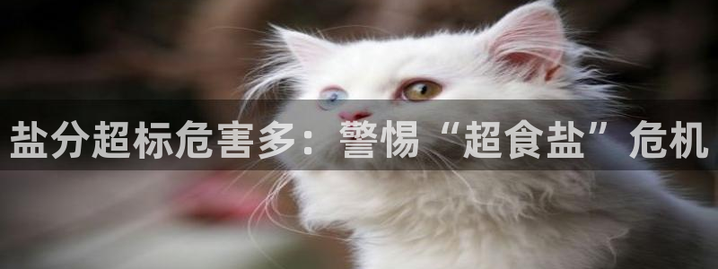 威九国际可以赚到钱